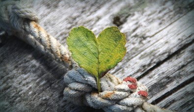 Fotograf - Bild tagen från Pixabay