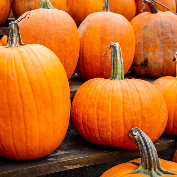 Halloweenpumpor