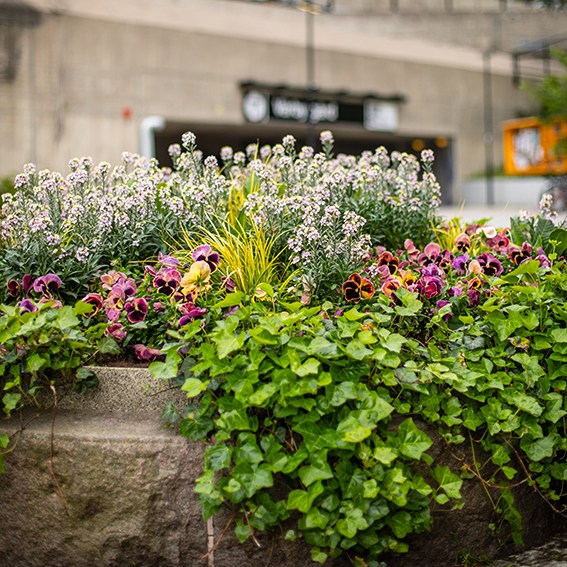 51 Hela Huddinge blommar