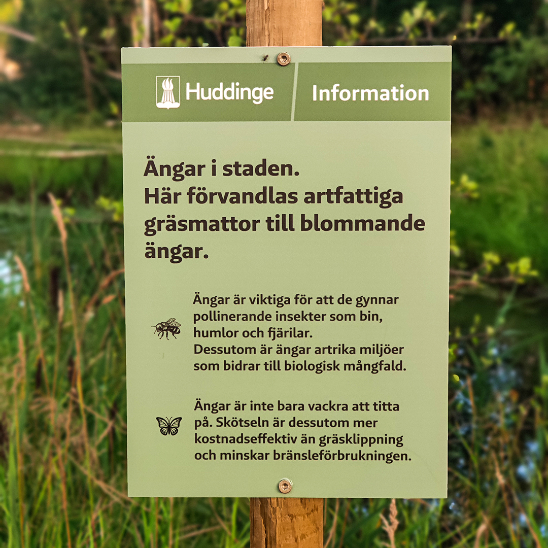 Äng i staden