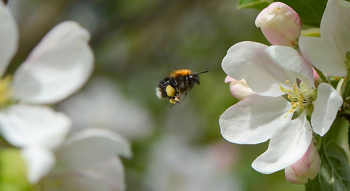 Så arbetar Huddinge för biologisk mångfald.