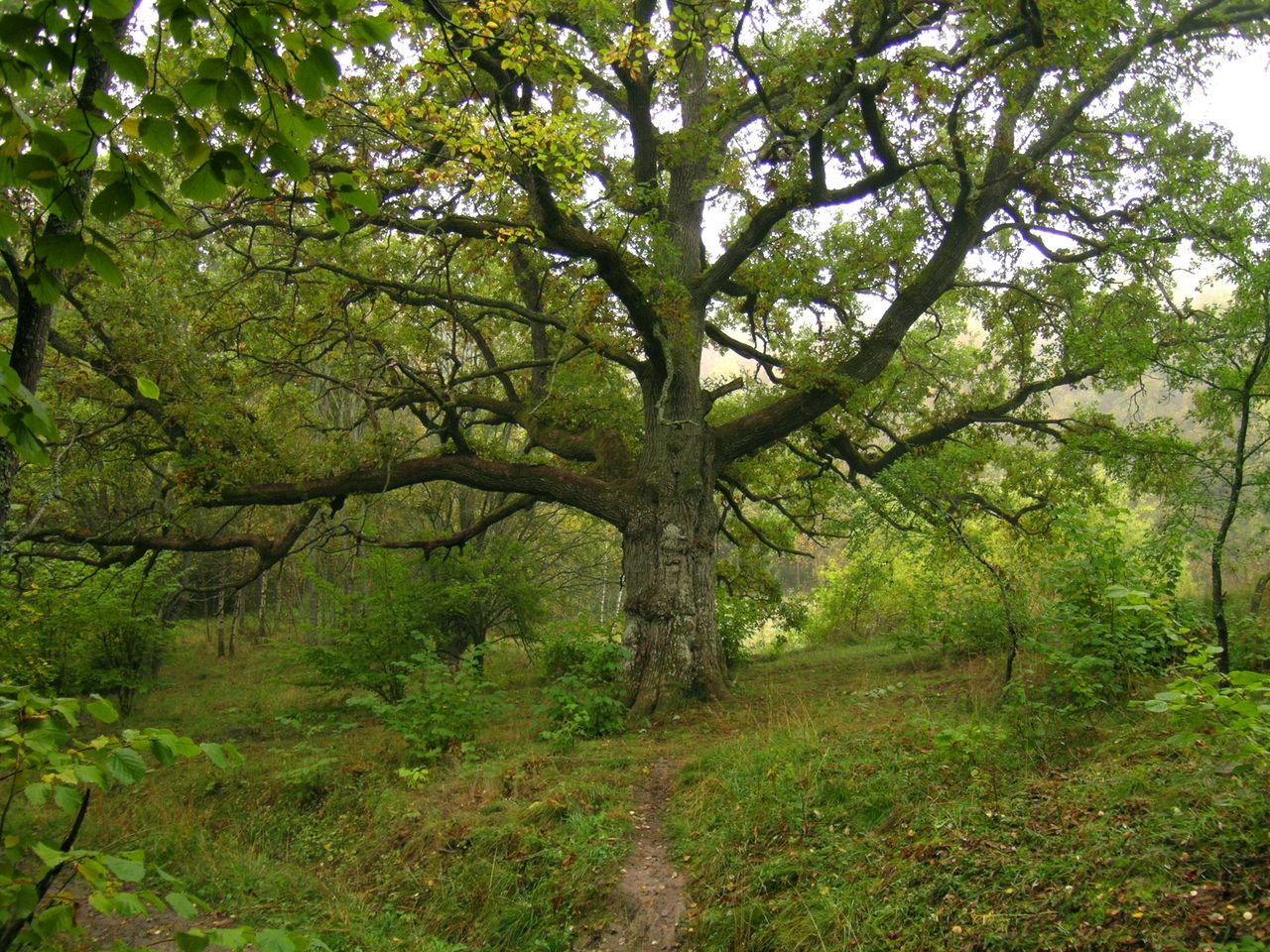 Jätteeken vid Flemingsbergsviken