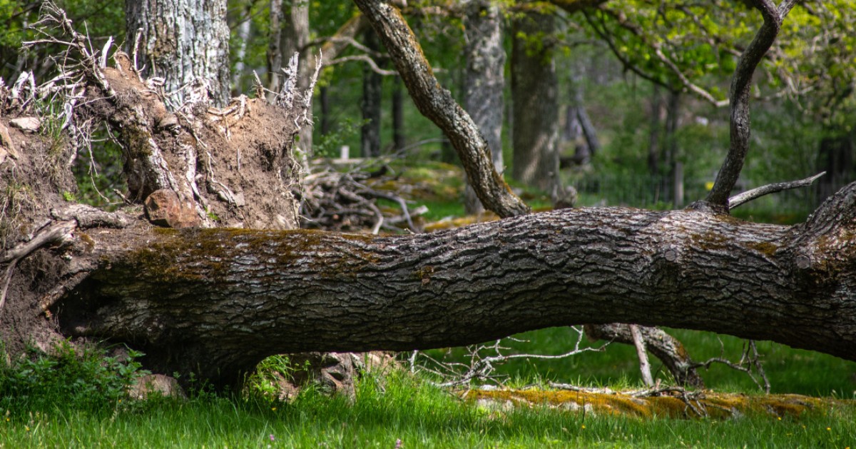 Den stora, liggande eken på bilden hittar du i Lännaskogen.