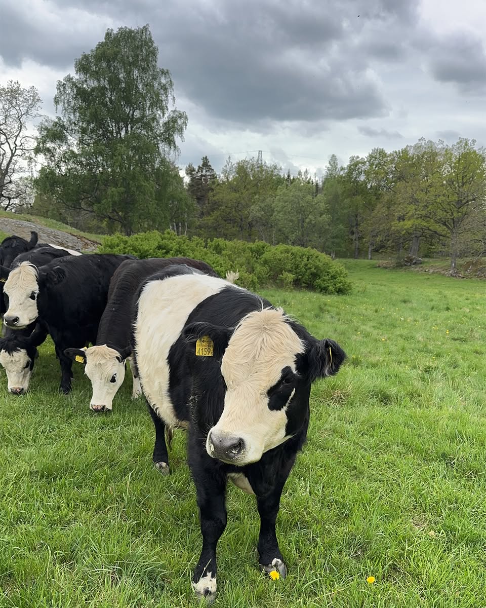 Belted Galloway